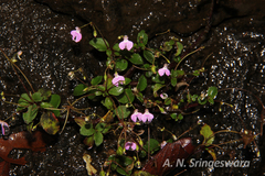 Impatiens viscosa